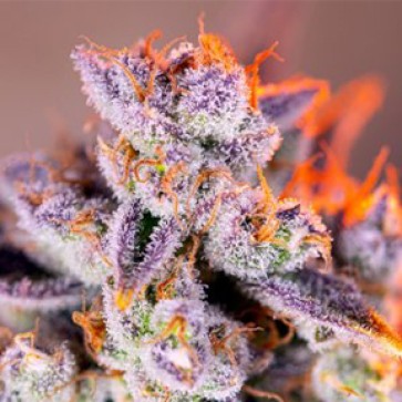 Насіння коноплі Tropicanna Poison Feminised Silver - 500 шт